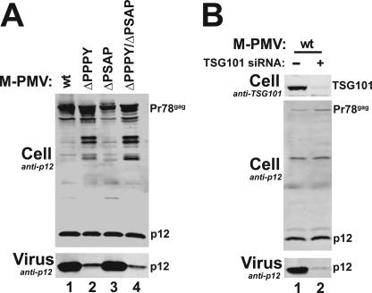 FIG. 8.