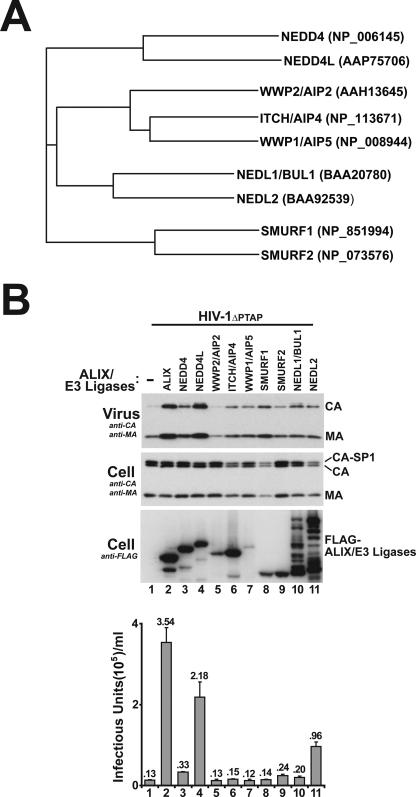 FIG. 1.