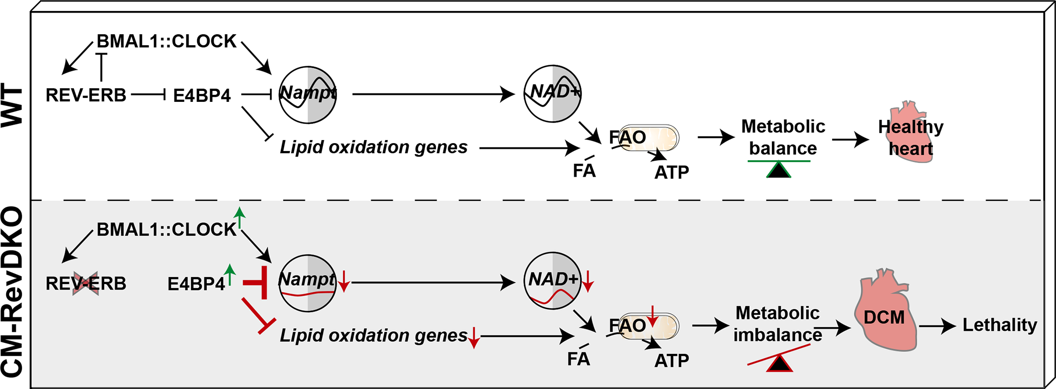 Fig. 6.