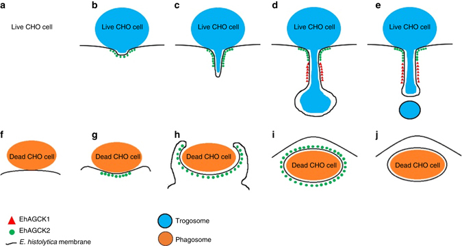 Fig. 9