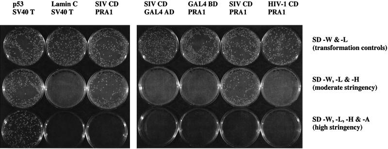 FIG. 2.