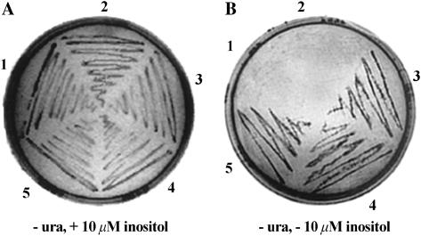 Figure 2.