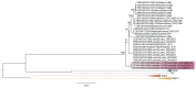 ML tree of complete genomes.