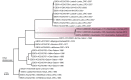 MrBayes tree of intergenic sequences.