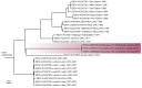 Expanded view of a MrBayes tree of concatenated coding sequences.