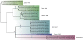 MrBayes tree of concatenated coding sequences rooted by least squares regression.