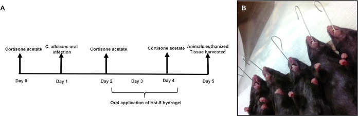 FIG 2