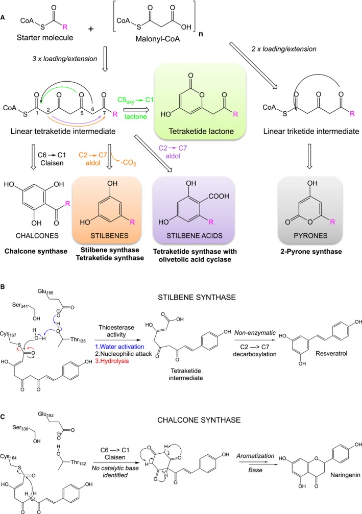 Scheme 2