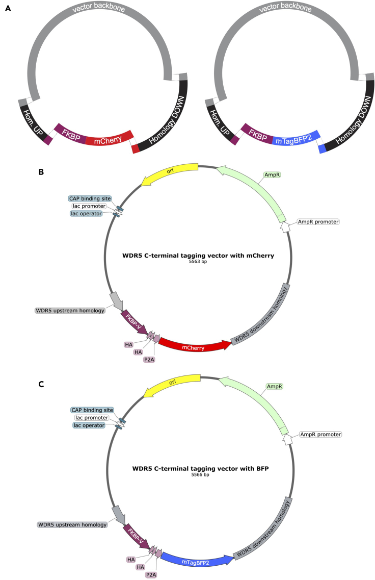 Figure 2
