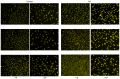 Figure 12.
