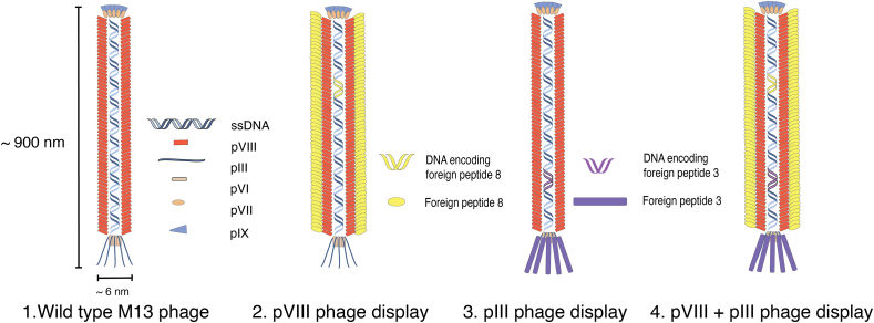 Fig. 2