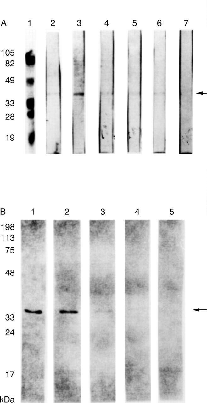 Figure 2  