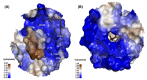 Fig. (1)