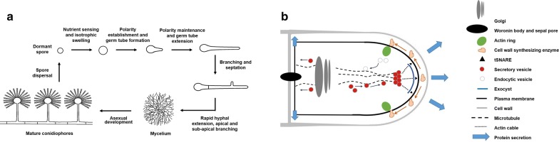 Fig. 1