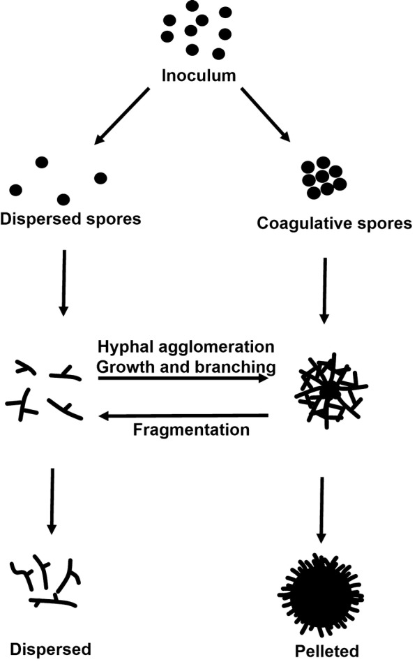 Fig. 2