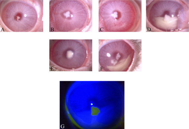 FIG. 1.