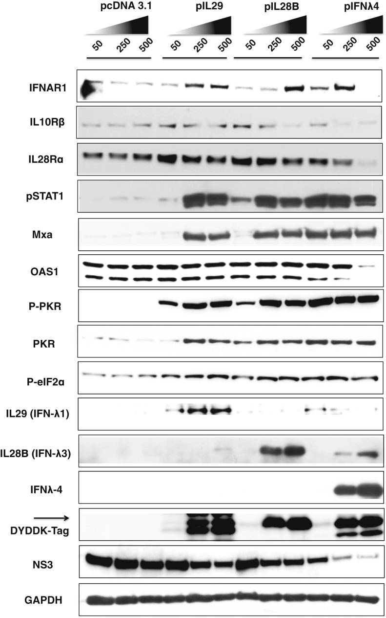 Figure 6