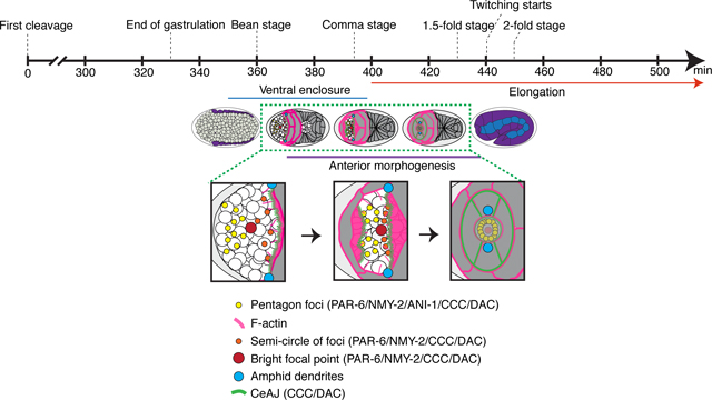 graphic file with name nihms-1655874-f0008.jpg