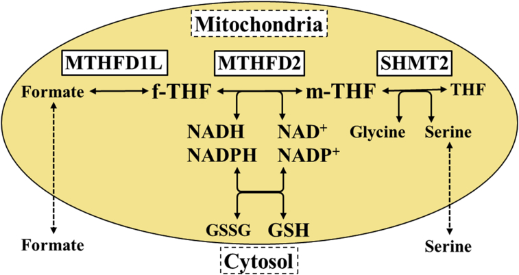 Fig. 1