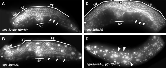 Figure 2.—