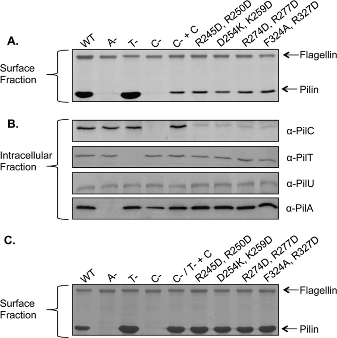 FIGURE 7.