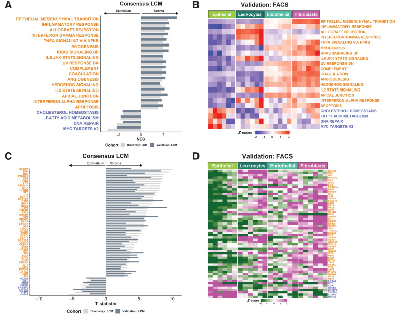 Figure 2. Stromal influence on widely used transcriptional signatures. A, GSEA of Hallmark gene sets in LCM discovery and validation cohorts. Only gene sets significantly and concordantly enriched in stroma or epithelium in both the discovery and validation cohorts are shown (Padj < 0.02). B, Heatmap of ssGSEA scores for the Hallmark gene sets in the FACS validation cohort samples. Only the gene sets significantly and concordantly enriched in stroma or epithelium in both the LCM discovery and validation cohorts are shown (Padj < 0.02). C, TFs whose activity was significantly and concordantly enriched in stroma or epithelium in both the LCM discovery and validation cohorts (P < 0.05). D, Heatmap of the inferred activity scores for the same TFs in the FACS validation cohort. For all panels in Fig. 2, gene sets/transcription factors with names/symbols colored orange were significantly and consistently enriched in stroma in the LCM discovery and validation cohorts, whereas gene sets/TFs with names/symbols colored blue were consistently and significantly enriched in epithelium in the LCM discovery and validation cohorts (gene sets: Padj < 0.02; TFs: P < 0.05). NES, normalized enrichment scale.