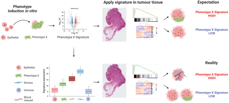 Figure 7. Summary diagram. Precise gene expression signatures have been developed to accurately reflect phenotypic changes in epithelial-based models, when assessed under tightly controlled in vitro modeling conditions. When these signatures are used to stratify bulk tumor data, there is an expectation that the same signatures can be used to stratify tumors based on the same distinct phenotypes (top). However, if the genes that make up these signatures are expressed at relatively higher levels in nonepithelial lineages, the signatures can become confounded by even small variations in stromal components, stratifying tumors based on stromal content rather than the phenotype they were developed to represent (bottom).