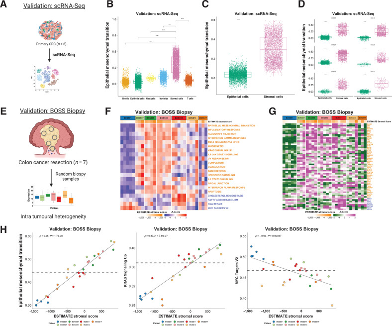 Figure 5. Single-cell and multi-regional biopsy analyses. A, Schematic of scRNA-seq cohort derived from n = 6 colorectal cancer primary tumors. Boxplots showing ssGSEA scores for the Hallmark Epithelial Mesenchymal Transition gene set across the various cell types (B) and specifically between epithelial and stromal cells (C; from all six colorectal cancer tumors) in the scRNA-seq dataset (P < 2.2 × 10–16; Wilcoxon test). D, Comparison of ssGSEA scores for the Hallmark Epithelial Mesenchymal Transition gene set between epithelial and stromal cells in each primary CRC (n = 6) in the scRNA-seq dataset (all P < 2.2×10–16; Wilcoxon test). Epithelial cells are shown in green and stromal cells in pink. E, Schematic overview of the BOSS Biopsy cohort consisting of colon cancer resections from 7 patients each with up to n = 5 multi-regional biopsy samples. Heatmaps of ssGSEA scores for the Hallmark gene sets (F) and TF activity scores for the BOSS Biopsy samples (G). Samples are grouped according to patient of origin and the ESTIMATE Stromal Score of each biopsy sample is indicated by the ESTIMATE StromalScore bar at the top of the heatmap. Only the gene sets/TFs significantly and concordantly enriched in stroma or epithelium in both the LCM discovery and LCM validation cohorts are shown (from Fig. 2; Padj < 0.02 – Hallmarks; P < 0.05 – TFs). Gene sets/TFs with names/symbols colored orange were significantly enriched in stroma in the LCM discovery and LCM validation cohorts and gene sets/transcription factors with names/symbols colored blue were significantly enriched in epithelium in the LCM discovery and LCM validation cohorts. H, Scatterplots showing correlation between the ESTIMATE StromalScore and ssGSEA scores for the Hallmark Epithelial Mesenchymal Transition (left; Spearman rho = 0.96, P = 1.7e-08), KRAS Signaling Up (middle; Spearman rho = 0.87, P = 7.9e-07) and MYC Targets V2 (right; Spearman rho = -0.63, P = 0.00037) gene sets. Samples are colored by patient of origin. CRC, colorectal cancer.