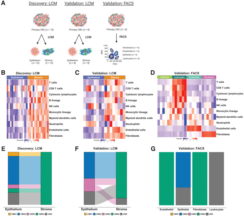 Figure 1. Initial characterization of tumor epithelium and stromal datasets. A, Schematic of the segregation strategies in the discovery and validation cohorts, drawn using BioRender. B, Heatmap of MCP-counter scores for the LCM discovery cohort, according to epithelium and stromal regions. C, Heatmap of MCP-counter scores for the LCM validation cohort, according to epithelium and stromal regions. D, Heatmap of MCP-counter scores for the FACS validation cohort. E, CMS classifications (using CMSclassifier) for the matched epithelium and stroma samples in the LCM discovery cohort. F, CMS calls (using CMSclassifier) for the matched epithelium and stroma samples in the laser capture microdissected validation cohort. G, CMS calls (using CMSclassifier) for the four lineages in the FACS validation cohort. SSC, side light scatter; FSC, forward light scatter.