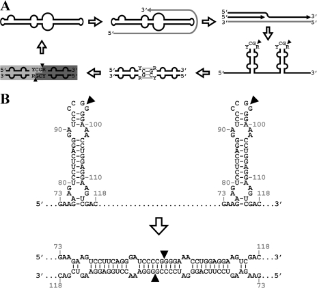 FIG. 1.