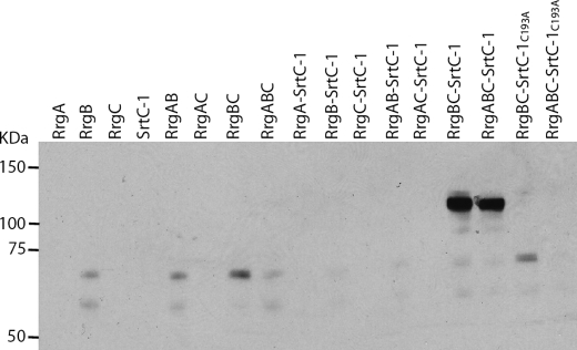 FIGURE 7.