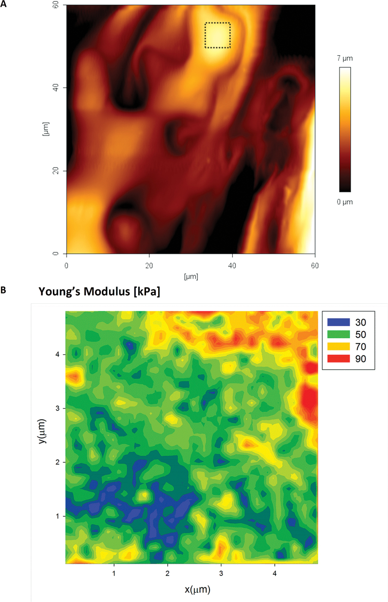 Fig. 10.