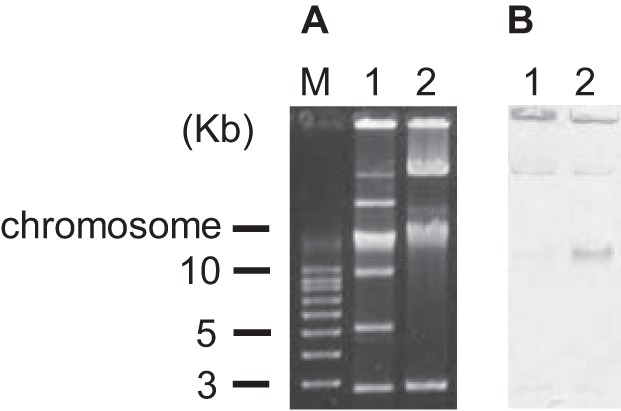 FIG 1