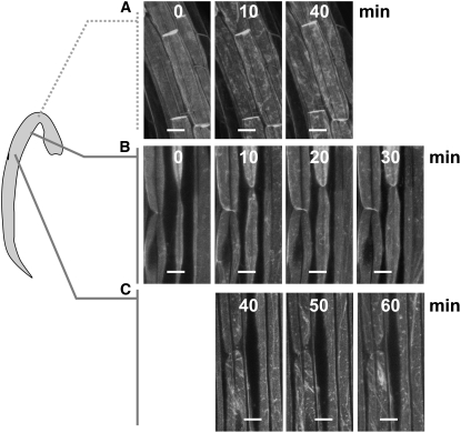 Figure 11.