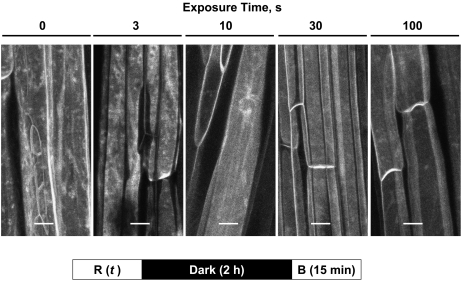 Figure 7.