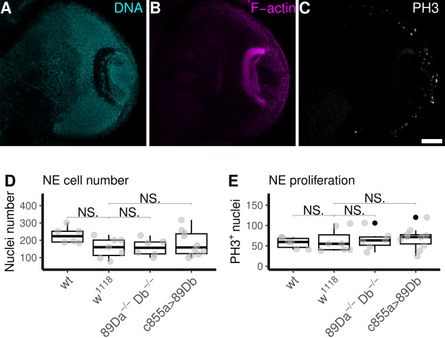 
Figure 1.
Assessment of Neuroepithelial Cell Number and Proliferation in Larval Brain.
