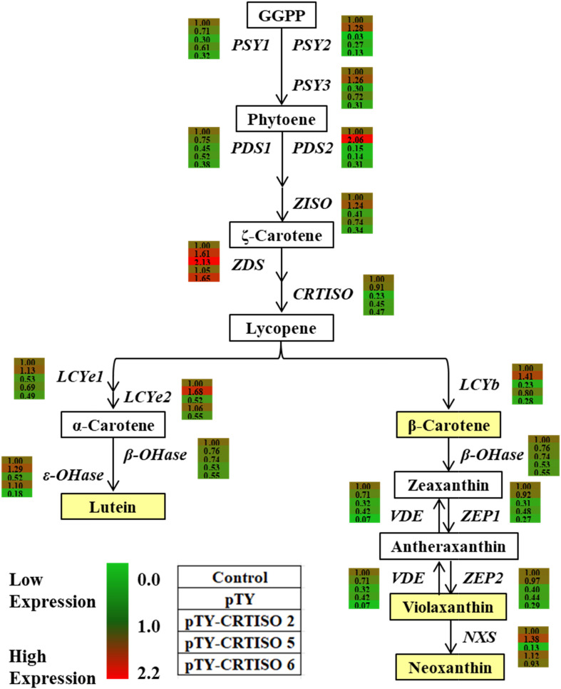 FIGURE 6