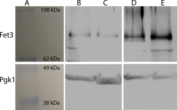 Figure 12