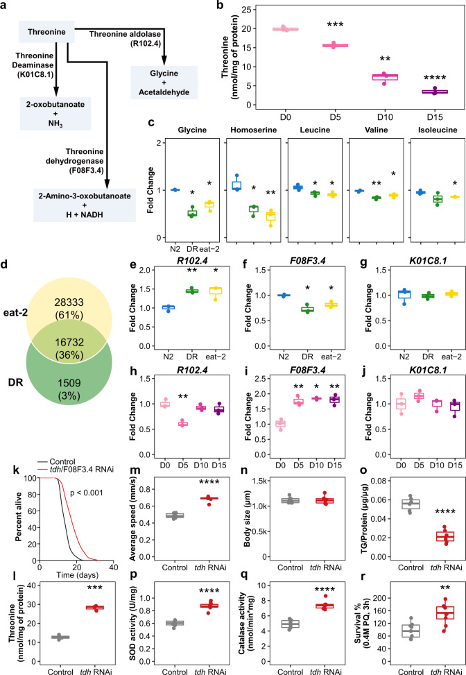 L-threonine promotes healthspan by expediting ferritin-dependent ...