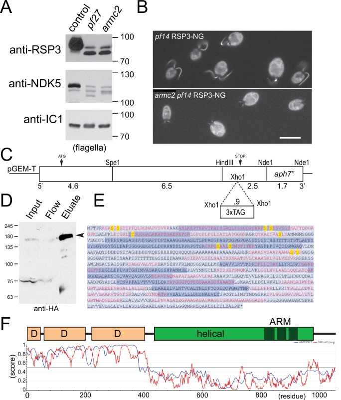 Figure 1—figure supplement 1.