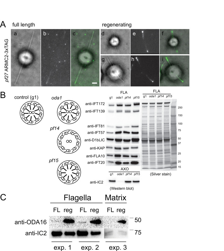 Figure 2—figure supplement 1.