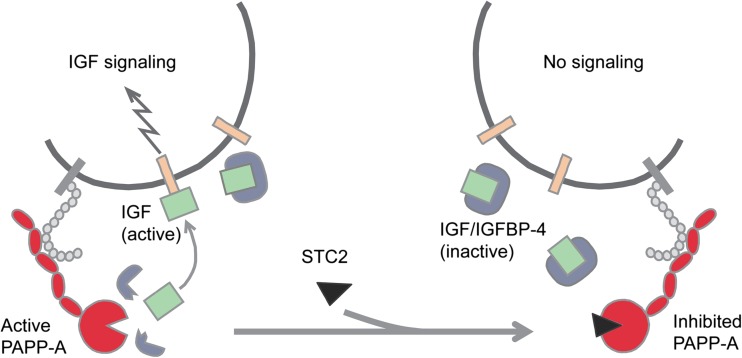 Fig. 3