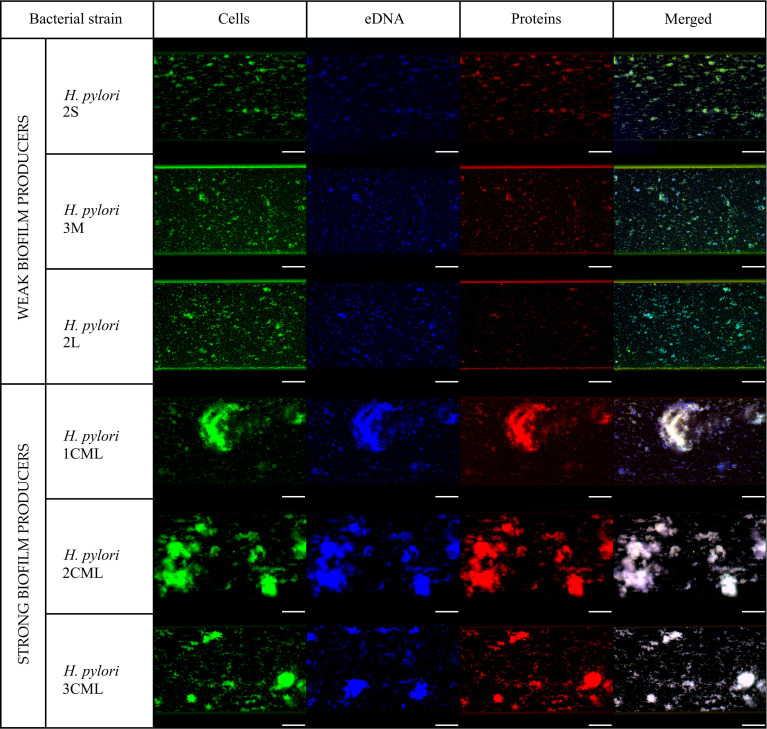 Figure 3