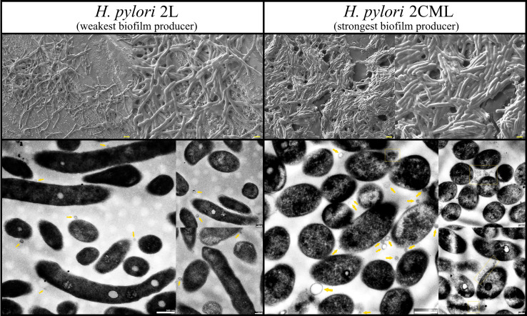 Figure 6