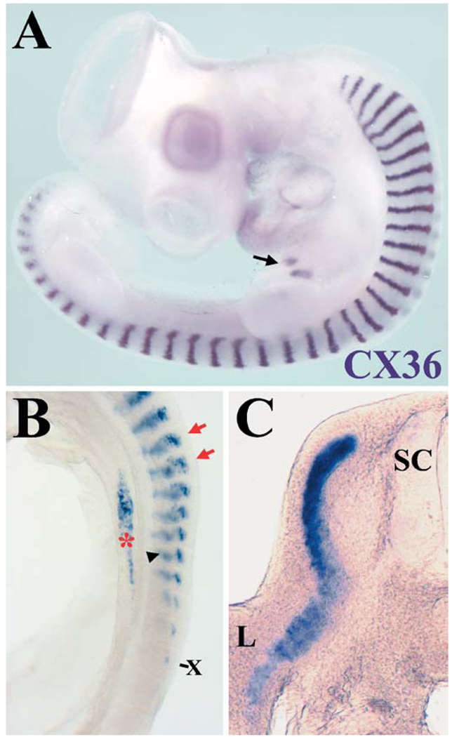 Fig. 2A–C