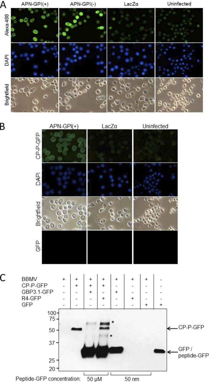 FIG 3