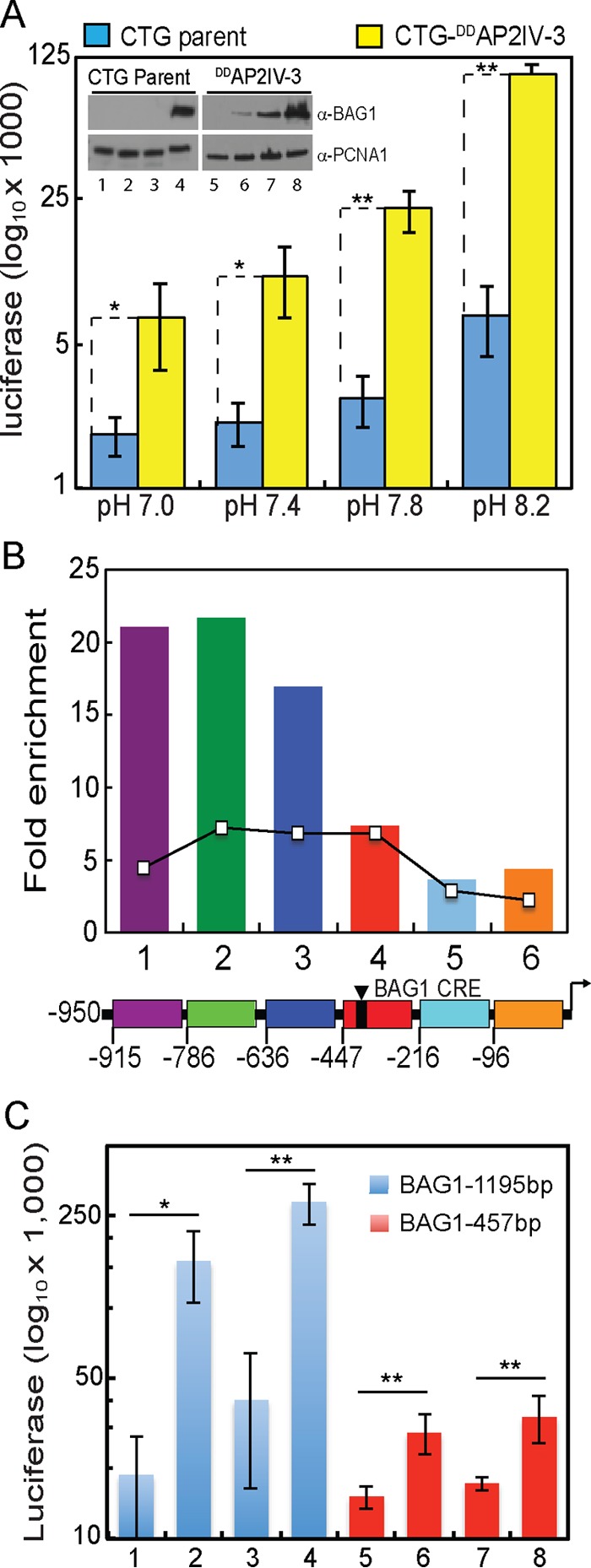 FIG 5 