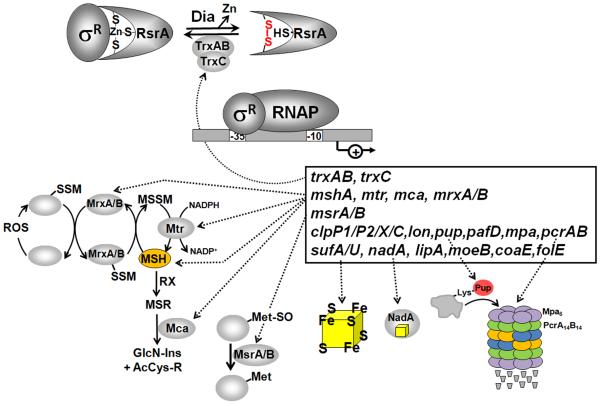 Figure 9