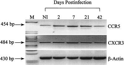 FIG. 5.