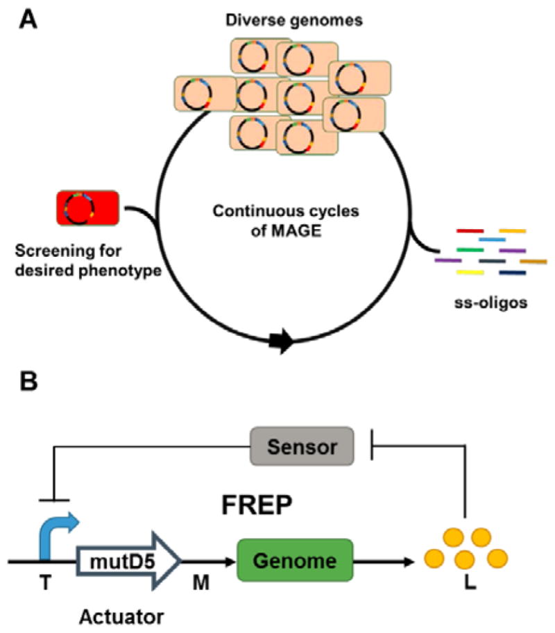 Engineering microbial hosts for production of bacterial natural ...